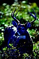 10065-00270-Whitetail Deer toned and sharpened.jpg