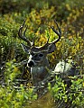 10065-00376-Whitetail Deer another choice.jpg