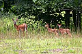_MG_7452 chief logan state park -whitetail doe and two fawns.jpg