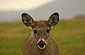 DSC_0862 female whitetail deer.jpg