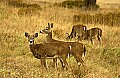 DSC_0872 deer vigilance.jpg
