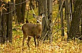 DSC_0902 deer in fall color.jpg