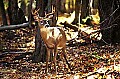 WMAG358 Whitetail Buck.jpg