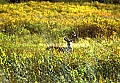 WVMAG0283 8-ppoint whitetail buck.jpg