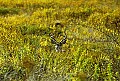 WVMAG081 whitetail buck hiding in weeds.jpg