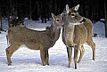 WVMAG126 doe and fawn in snow.jpg