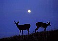WVMAG131 buck and doe in moonlight.jpg