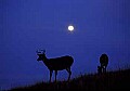 WVMAG132 buck and doe in moonlight.jpg