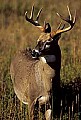 WVMAG133 perfect 8 point whitetail buck.jpg