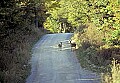 WVMAG135 doe and fawn on road.jpg