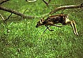 WVMAG146 whitetail fawn jumping.jpg