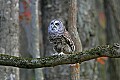 _MG_0476 robbie-barred owl.jpg