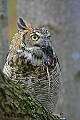 _MG_0486 great horned owl with mouse.jpg