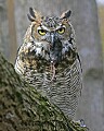 _MG_0487 great horned owl with mouse.jpg