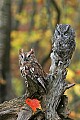 _MG_0545screech owls.jpg