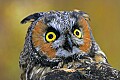 _MG_0610 long-earred owl.jpg