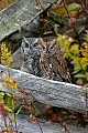 _MG_0728 screech owls.jpg