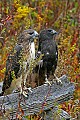 _MG_0753 red-tailed hawks.jpg