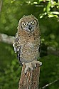 _MG_0775 immature great horned owl.jpg