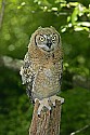 _MG_0776 immature great horned owl.jpg