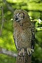 _MG_0792 immature great horned owl.jpg