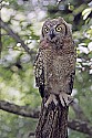 _MG_0808 immature great horned owl.jpg