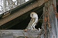 _MG_0854 barn owl.jpg
