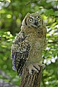 _MG_0857 immature great horned owl.jpg