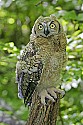 _MG_0859 immature great horned owl.jpg