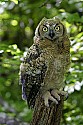 _MG_0867 immature great horned owl.jpg