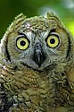 _MG_0875 immature great horned owl.jpg