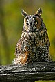 _MG_0985 long eared owl.jpg