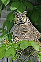 _MG_0989 long-eared owl.jpg