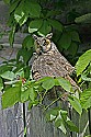 _MG_0994 long-eared owl.jpg