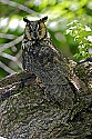 _MG_1008 long-eared owl on tree branch.jpg