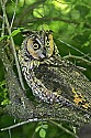 _MG_1062 long-eared owl.jpg