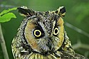 _MG_1074long-eared owl.jpg