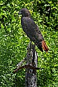 _MG_1139 harlan red-tailed hawk.jpg