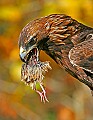 _MG_1381 golden eagle with quail legs.jpg