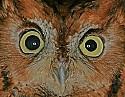 _MG_5020 screech owl - red phase.jpg
