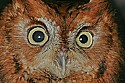 _MG_5021 red phase screech owl portrait.jpg