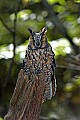 DSC_1718 long-eared owl.jpg