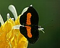 Butterflies 026 butterfly.jpg
