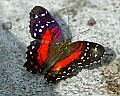 Butterflies 041 buttefly.jpg