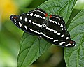Butterflies 067 butterfly.jpg