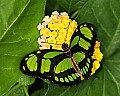 Butterflies 1085 butterfly.jpg