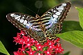 Butterflies 1138 butterfly.jpg