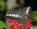 Butterflies 1146 butterfly.jpg
