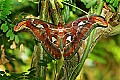 Butterflies 129 atlas moth.jpg