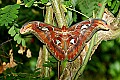 Butterflies 139 atlas moth.jpg
